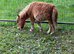 Mini Shetland colt foal