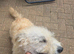 KC Glen of imaal terriers male and female