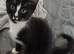 Kittens for sale