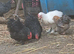 Beautiful young cocks pekin and pekin X