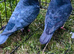 Racing pigeons