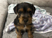 Patterdale pups