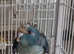 Blue Kakariki