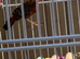 Strawberry Finches
