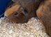 Bonded pair boar baby guinea pigs