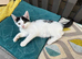 5 beutiful kittens for sale