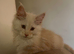 Cream Red Maine Coon Kitten- ready to leave