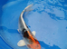 beautiful koi for sale from £5 each