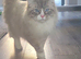 GCCF seal tabby mitted (Stud only)