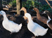 Female Ducks