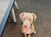 6 month old puppy