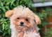 Amazing Korean/Asian Tiny Maltipoo Puppies