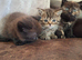Persian Cross Kittens for Sale
