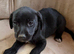 Collie bull greyhound puppies