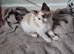 Beautiful female kitten