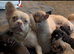 Unbelievable litter of 11 French Bulldogs