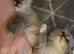 Ragdoll kittens