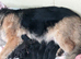 BEAUTIFUL LONG/SEMI LONG COATED GERMAN SHEPHERD PUPPIES 2 GIRLS LEFT