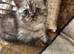 Stunning & Unique Kittens for Sale