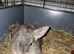 Loving baby bunny