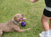 Staffy x pressa canarios