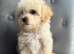 Just one beautiful girl left looking for a loving home ready now Maltipoo