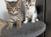 Bengal cross kittens ready now