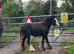 Yearling filly