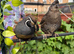 Pair of Californian Quails