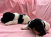 TRADITIONAL JACK RUSSELL PUPPIES
