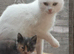 Beautiful white kittens