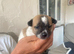 Jackrussle ready to leave