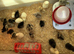 1 week old chicks, Collection Sheffield 18
