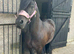 Beautiful black gelding cob