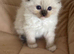 Stunning gccf  chocolate mitted ragdoll boy