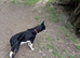Border collie puppy’s
