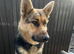REHOME OUR BEAUTIFUL GIRL
