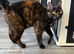 Lovely girl kittens