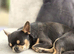 Handsome blue / tan Chihuahua male dog champion sired