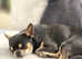 Chihuahua CH sired blue short haired proven