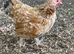So pretty Pekin boy ... with a smidge of Silkie!