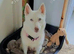 We have a lovely blue eyes girl husky