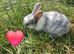 5 Plush lop x mix breed