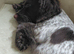 Male sprocker