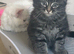 Cute n cuddly kittens for sale
