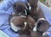 Stunning Babies lovely colours browns, blacks and grey! Boys and girls