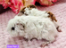 2 Sow Pairs ready 24/10/26