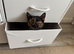 Beautiful tortoiseshell female kitten
