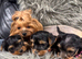 Yorkshire Terrier puppy