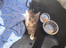 Grey tabby kittens